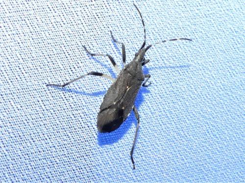 Dicranocephalus sp.
